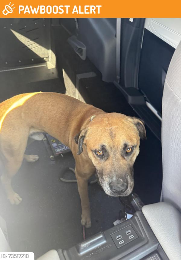 Found/Stray Male Dog last seen Covina Hills Road / Holt, Los Angeles County, CA 91768