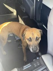 Found/Stray Male Dog last seen Covina Hills Road / Holt, Los Angeles County, CA 91768