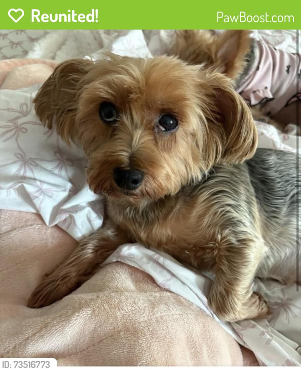 Reunited Female Dog last seen Near Sprague Ave, Franklin Square, NY 11010