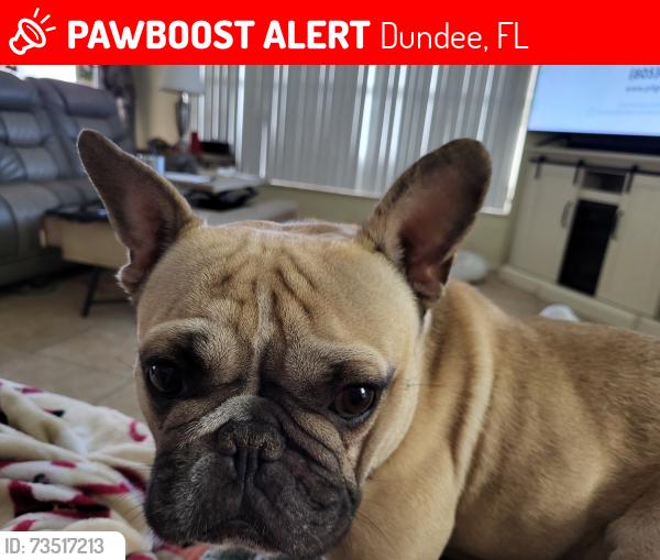 Lost Male Dog last seen Vista del lago blvd, Dundee, FL 33838