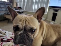 Lost Male Dog last seen Vista del lago blvd, Dundee, FL 33838