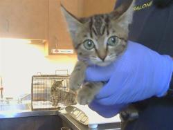 Shelter Stray Female Cat last seen SUNRISE WOODS WAY/SUNRISE GREENS DR, 95828, 3839 Bradshaw Rd, Sacramento, CA 95827, USA