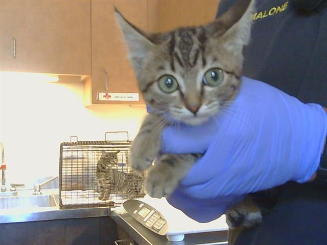 Shelter Stray Female Cat last seen SUNRISE WOODS WAY/SUNRISE GREENS DR, 95828, 3839 Bradshaw Rd, Sacramento, CA 95827, USA