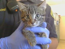 Shelter Stray Male Cat last seen SUNRISE WOODS WAY/SUNRISE GREENS DR, 95828, 3839 Bradshaw Rd, Sacramento, CA 95827, USA