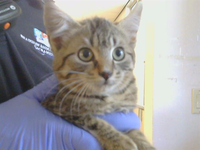 Shelter Stray Female Cat last seen SUNRISE WOODS WAY/SUNRISE GREENS DR, 95828, 3839 Bradshaw Rd, Sacramento, CA 95827, USA