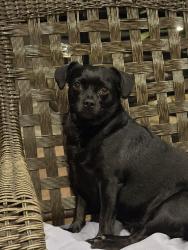 Reunited Female Dog last seen Winding Brook West/ Chianti Ct. Greatwood, Sugar Land, TX 77479