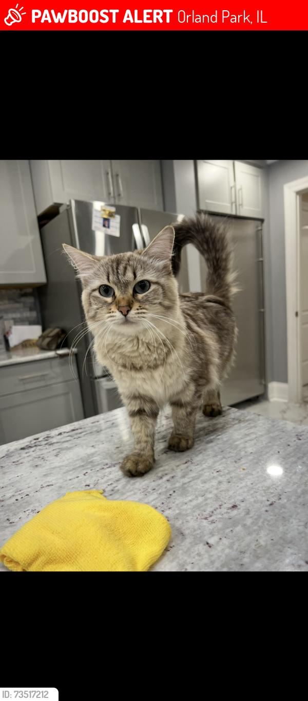 Lost Female Cat last seen 163rd st & 88th Ave, Orland Park, IL 60462