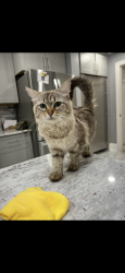 Lost Female Cat last seen 163rd st & 88th Ave, Orland Park, IL 60462