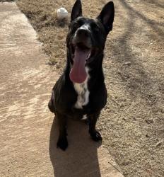 Reunited Male Dog last seen Near Heatherfield Ln, Norman, OK 73071, USA, Norman, OK 73071