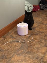 Reunited Male Cat last seen Near Scott Ave Jeannette pa, Jeannette, PA 15644