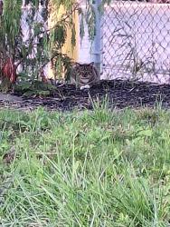 Found/Stray Unknown Cat last seen Naturalized area across from Tecumseh Mall, Windsor, ON N8S 3K5