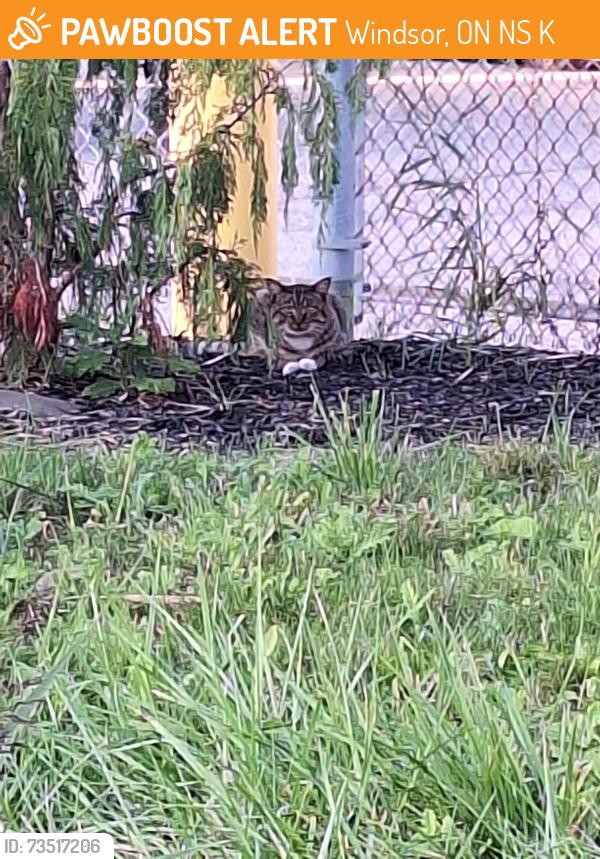 Found/Stray Unknown Cat last seen Naturalized area across from Tecumseh Mall, Windsor, ON N8S 3K5