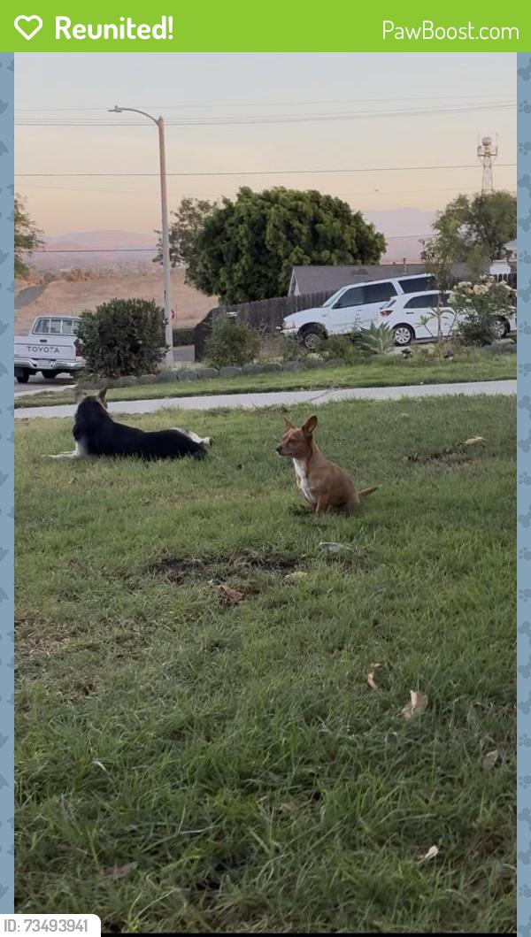 Reunited Male Dog last seen Jurupa & Payton st, Riverside, CA 92504