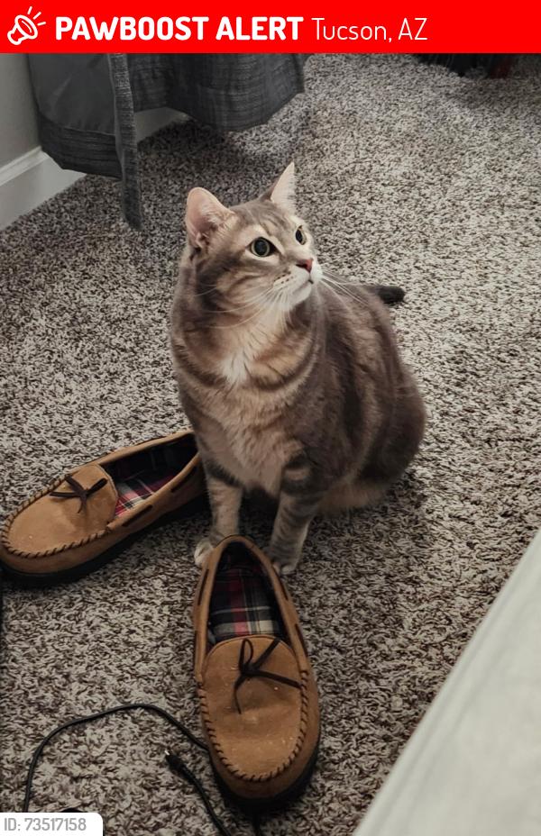 Lost Male Cat last seen Speedway and Alvernon, Tucson, AZ 85711