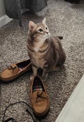 Lost Male Cat last seen Speedway and Alvernon, Tucson, AZ 85711