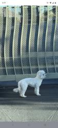 Found/Stray Unknown Dog last seen Equestrian and Boulder, Henderson, NV 89002