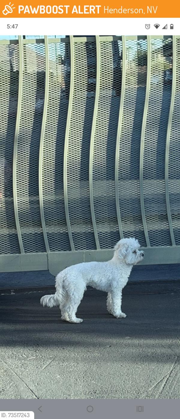 Found/Stray Unknown Dog last seen Equestrian and Boulder, Henderson, NV 89002