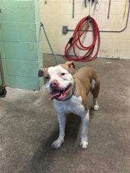 Shelter Stray Male Dog last seen PLAZA AVE & OAKMONT ST, 2127 Front St, Sacramento, CA 95818, USA