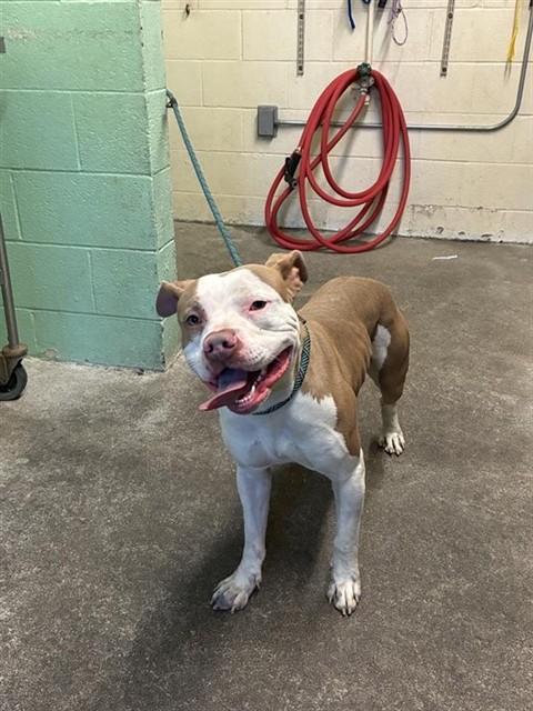 Shelter Stray Male Dog last seen PLAZA AVE & OAKMONT ST, 2127 Front St, Sacramento, CA 95818, USA