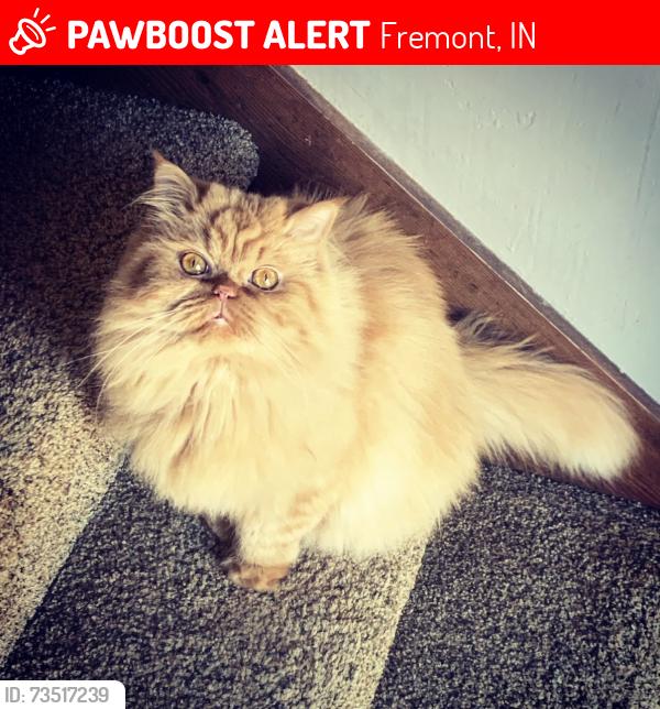 Lost Male Cat last seen Cranstons Reef Neighborhood/Outlet Shops area, Fremont, IN 46737