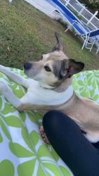 Lost Female Dog last seen Near Pierce road, Hamilton ln and Blythe ferry rd, Birchwood, TN 37308