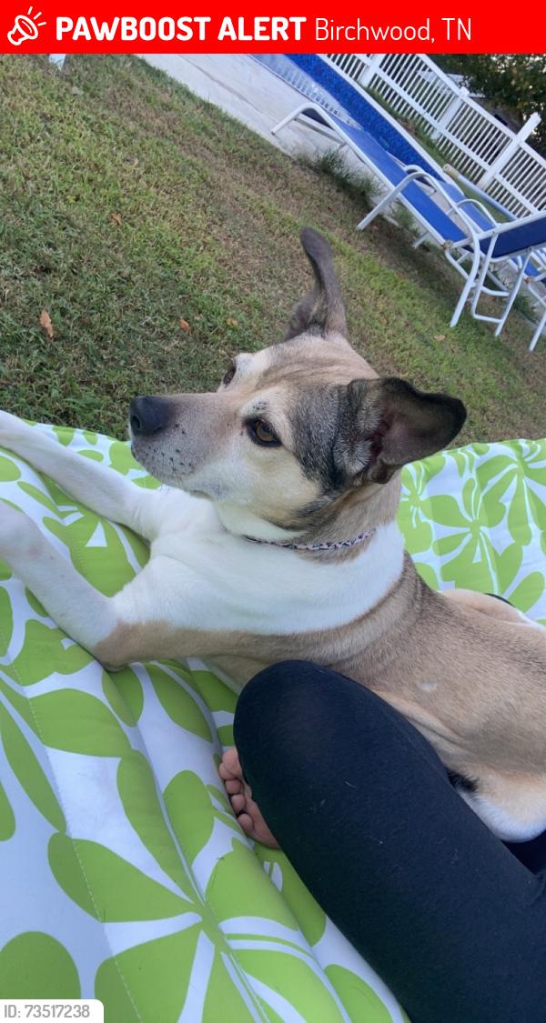 Lost Female Dog last seen Near Pierce road, Hamilton ln and Blythe ferry rd, Birchwood, TN 37308
