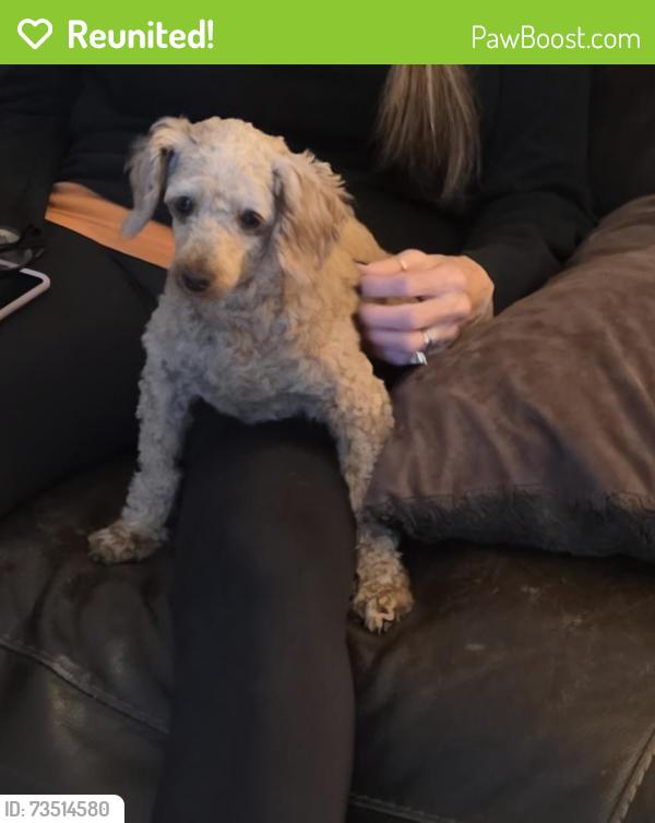 Reunited Female Dog last seen Marion oaks trail, Ocala, FL 34473