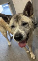 Shelter Stray Female Dog last seen 61ST ST & 16TH AVE, 2127 Front St, Sacramento, CA 95818, USA