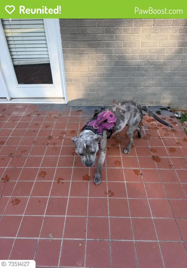 Reunited Unknown Dog last seen Coleman, Knoxville, TN 37909