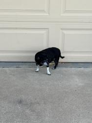 Found/Stray Unknown Dog last seen 43rd ave cactus, Glendale, AZ 85304