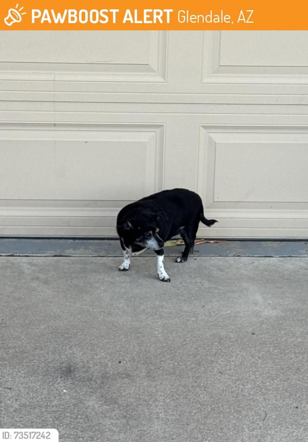 Found/Stray Unknown Dog last seen 43rd ave cactus, Glendale, AZ 85304