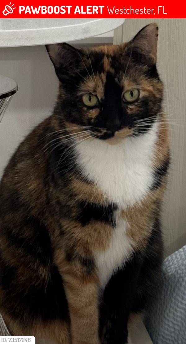 Lost Female Cat last seen Near street, Westchester, FL 33165