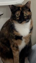 Lost Female Cat last seen Near street, Westchester, FL 33165