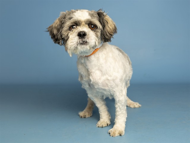 Shelter Stray Male Dog last seen EL MIRAGE AND LOWER BUCKEYE, 5501 E Van Buren St, Phoenix, AZ 85008, USA