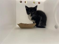 Shelter Stray Female Cat last seen Near BLOCK N RICHARDS ST, 3839 W Burnham St, West Milwaukee, WI 53215, USA