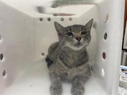 Shelter Stray Female Cat last seen 64TH/SILVER SPRING, 3839 W Burnham St, West Milwaukee, WI 53215, USA