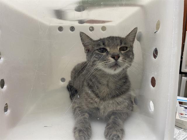 Shelter Stray Female Cat last seen 64TH/SILVER SPRING, 3839 W Burnham St, West Milwaukee, WI 53215, USA