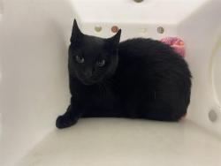 Shelter Stray Unknown Cat last seen Near BLOCK N 14TH ST, 3839 W Burnham St, West Milwaukee, WI 53215, USA