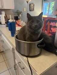 Reunited Male Cat last seen Hagadorn and Haslett, East Lansing, MI 48823