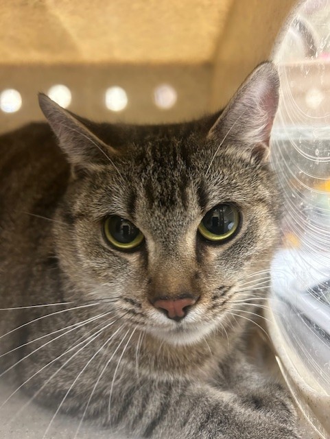 Shelter Stray Female Cat last seen N PARK AVE, 232 Eslinger Way, Sanford, FL 32773, USA