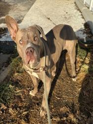 Shelter Stray Female Dog last seen Near BLOCK LILAC AVE/DUNN RD,63138, 10521 Baur Blvd, Olivette, MO 63132, USA