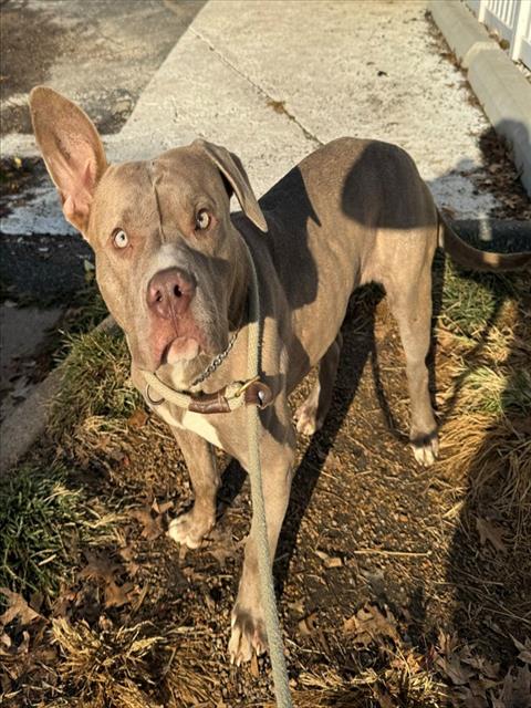 Shelter Stray Female Dog last seen Near BLOCK LILAC AVE/DUNN RD,63138, 10521 Baur Blvd, Olivette, MO 63132, USA
