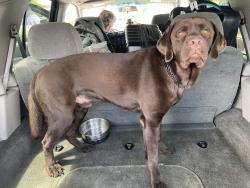 Reunited Male Dog last seen Forrest Ave & 2nd, Laurel, MT 59044