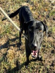 Shelter Stray Male Dog last seen Near BLOCK GRAVOIS ROAD,63126, 10521 Baur Blvd, Olivette, MO 63132, USA