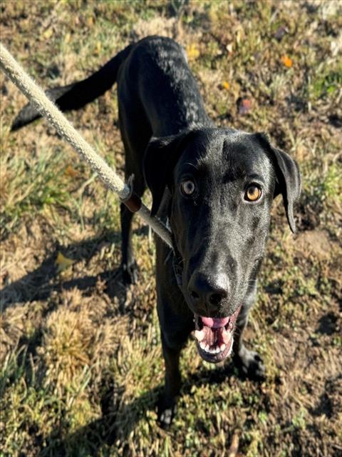 Shelter Stray Male Dog last seen Near BLOCK GRAVOIS ROAD,63126, 10521 Baur Blvd, Olivette, MO 63132, USA