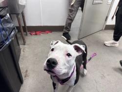 Shelter Stray Male Dog last seen , 4000 N Silverbell Rd, Tucson, AZ 85745, USA