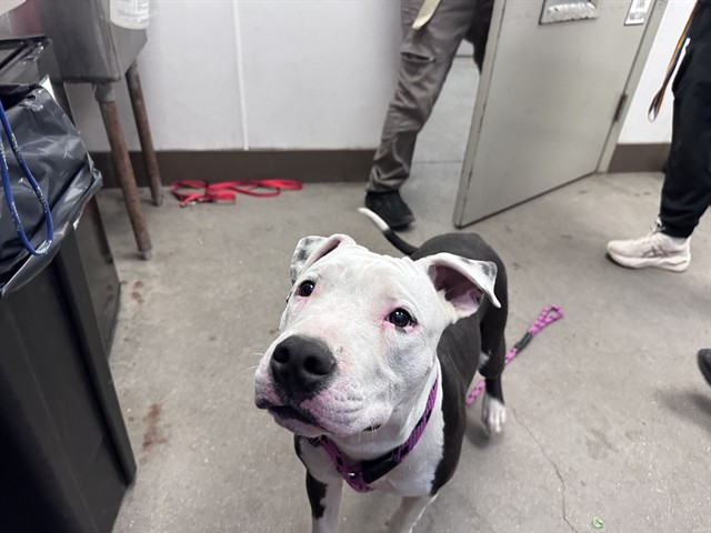 Shelter Stray Male Dog last seen , 4000 N Silverbell Rd, Tucson, AZ 85745, USA