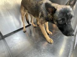 Shelter Stray Female Dog last seen , 4000 N Silverbell Rd, Tucson, AZ 85745, USA