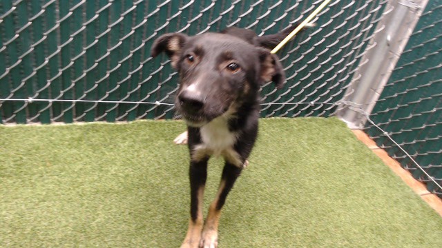 Shelter Stray Female Dog last seen , 11258 Garfield Ave, Downey, CA 90242, USA