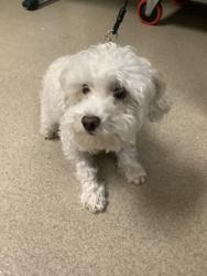Shelter Stray Female Dog last seen , , TX, 355 Hillshire Dr, Haslet, TX 76052, USA